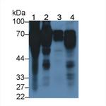 HRG Antibody in Western Blot (WB)