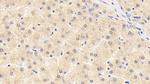 SERPINF2 Antibody in Immunohistochemistry (Paraffin) (IHC (P))