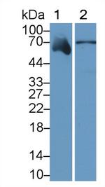 SERPINF2 Antibody in Western Blot (WB)