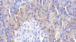 alpha Amylase 1 Antibody in Immunohistochemistry (Paraffin) (IHC (P))