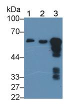 alpha Amylase 1 Antibody in Western Blot (WB)