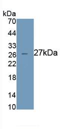 CD22 Antibody in Western Blot (WB)