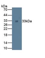 Tryptase Antibody in Western Blot (WB)