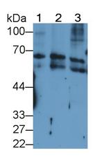 Cytokeratin 2e Antibody in Western Blot (WB)