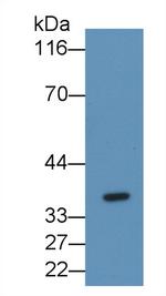 FGL1 Antibody in Western Blot (WB)