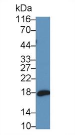 ProANP Antibody in Western Blot (WB)