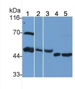 HPa1 Antibody in Western Blot (WB)