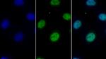 HDAC1 Antibody in Immunocytochemistry (ICC/IF)