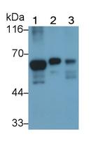 HDAC1 Antibody in Western Blot (WB)