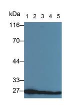 14-3-3 zeta Antibody in Western Blot (WB)