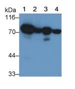 SDHA Antibody in Western Blot (WB)