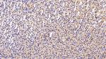 CCK Antibody in Immunohistochemistry (Paraffin) (IHC (P))