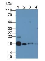 CCK Antibody in Western Blot (WB)