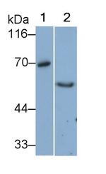 VNN1 Antibody in Western Blot (WB)