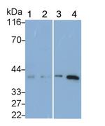 Follistatin Antibody in Western Blot (WB)