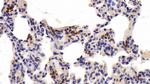 Tryptase Antibody in Immunohistochemistry (Paraffin) (IHC (P))