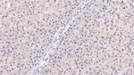 SHH Antibody in Immunohistochemistry (Paraffin) (IHC (P))