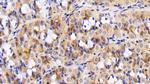 Aquaporin 4 Antibody in Immunohistochemistry (Paraffin) (IHC (P))