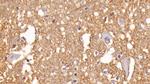 Aquaporin 4 Antibody in Immunohistochemistry (Paraffin) (IHC (P))