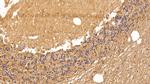 Aquaporin 4 Antibody in Immunohistochemistry (Paraffin) (IHC (P))