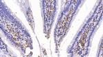 CCL3 Antibody in Immunohistochemistry (Paraffin) (IHC (P))