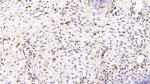 CCL3 Antibody in Immunohistochemistry (Paraffin) (IHC (P))