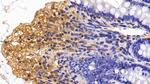 CCL3 Antibody in Immunohistochemistry (Paraffin) (IHC (P))