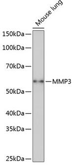 MMP3 Antibody in Western Blot (WB)