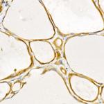 TRAF2 Antibody in Immunohistochemistry (Paraffin) (IHC (P))