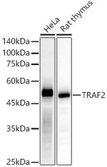 TRAF2 Antibody in Western Blot (WB)