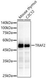 TRAF2 Antibody in Western Blot (WB)