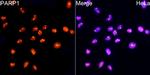 PARP1 Antibody in Immunocytochemistry (ICC/IF)