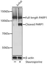 PARP1 Antibody in Western Blot (WB)