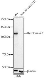 HK2 Antibody in Western Blot (WB)