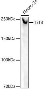 TET3 Antibody in Western Blot (WB)