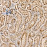 c-Abl Antibody in Immunohistochemistry (Paraffin) (IHC (P))