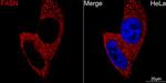 FASN Antibody in Immunocytochemistry (ICC/IF)