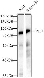 PLZF Antibody in Western Blot (WB)