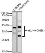 CHI3L1 Antibody in Western Blot (WB)