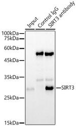 SIRT3 Antibody in Immunoprecipitation (IP)