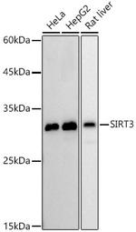 SIRT3 Antibody in Western Blot (WB)