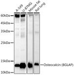 Osteocalcin Antibody in Western Blot (WB)