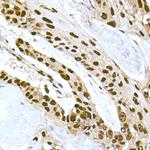 DNA-PK Antibody in Immunohistochemistry (Paraffin) (IHC (P))