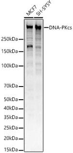 DNA-PK Antibody in Western Blot (WB)