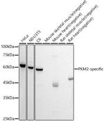 PKM2 Antibody in Western Blot (WB)