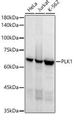 PLK1 Antibody in Western Blot (WB)