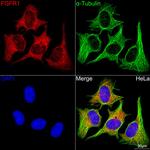 FGFR1 Antibody in Immunocytochemistry (ICC/IF)