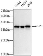 EIF2S1 Antibody in Western Blot (WB)