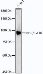 IR/IGF1R Antibody in Western Blot (WB)