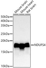 NDUFS4 Antibody in Western Blot (WB)